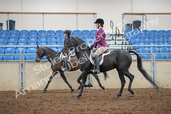 2019 Morgan Horse Show - Aug 30, 2019 - 23345