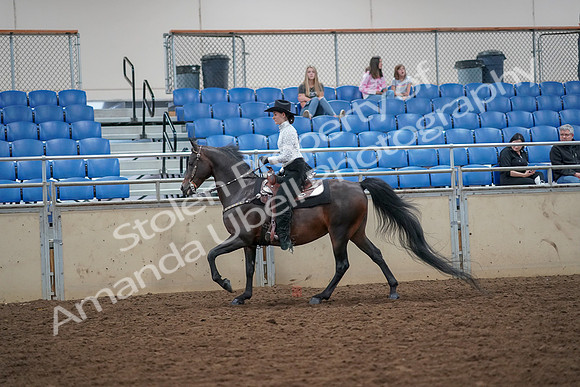 2019 Morgan Horse Show - Aug 30, 2019 - 16867