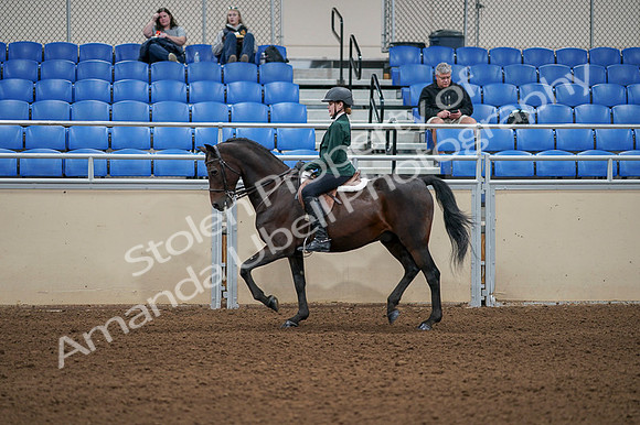 2020 - AB Morgan Horse - Fri, Sept 04 - 03953