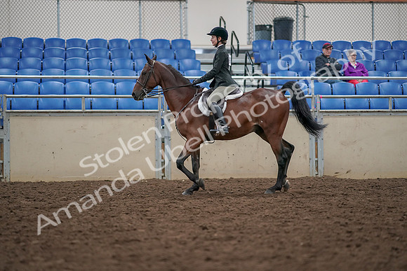 2019 Morgan Horse Show - Aug 30, 2019 - 20268