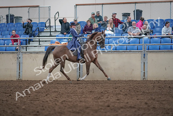 2019 Morgan Horse Show - Aug 31, 2019 - 20734