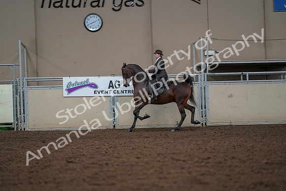 2019 Morgan Horse Show - Aug 30, 2019 - 27901