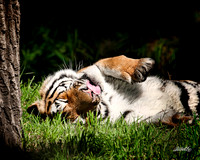 Big Cats - 005