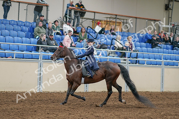 2020 - AB Morgan Horse - Sun, Sept 06 - 07918