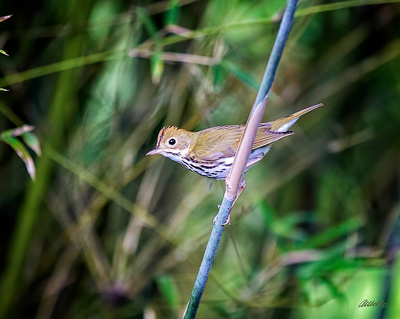 Birds - 140