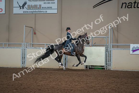 2019 Morgan Horse Show - Aug 30, 2019 - 25330
