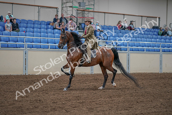 2020 - AB Morgan Horse - Fri, Sept 04 - 11164