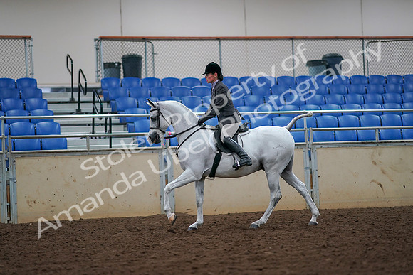 2019 Morgan Horse Show - Aug 30, 2019 - 17443