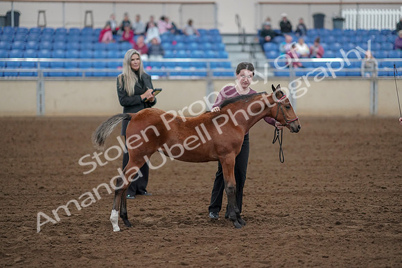 2019 Morgan Horse Show - Aug 30, 2019 - 24814