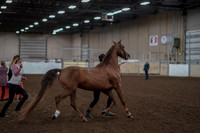 2019 Morgan Horse Show - Aug 31, 2019 - 01041