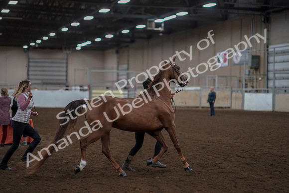 2019 Morgan Horse Show - Aug 31, 2019 - 01041