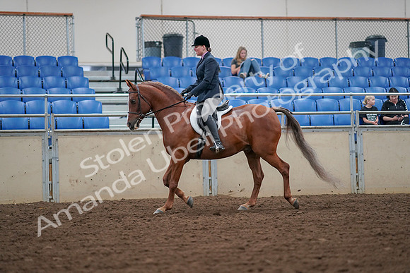 2019 Morgan Horse Show - Aug 30, 2019 - 16186