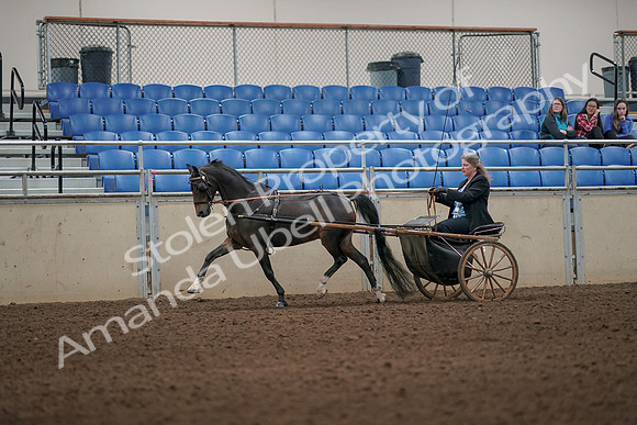 2019 Morgan Horse Show - Aug 31, 2019 - 04302