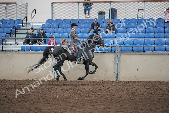 2019 Morgan Horse Show - Aug 31, 2019 - 09722
