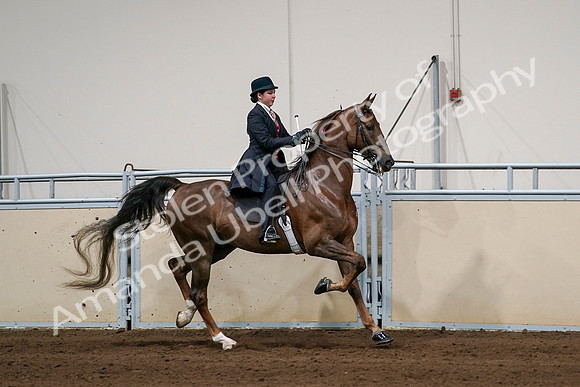 2020 - AB Morgan Horse - Sat, Sept 05 - 06381