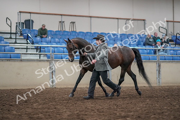 2019 Morgan Horse Show - Aug 31, 2019 - 03678