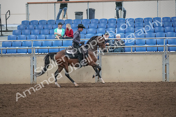 2019 Morgan Horse Show - Aug 31, 2019 - 06150