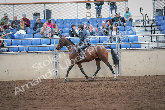 2019 Morgan Horse Show - Aug 31, 2019 - 21379