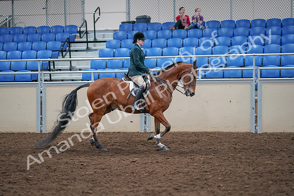 2020 - AB Morgan Horse - Sat, Sept 05 - 05113