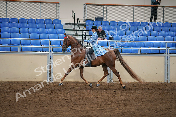2020 - AB Morgan Horse - Sat, Sept 05 - 03318