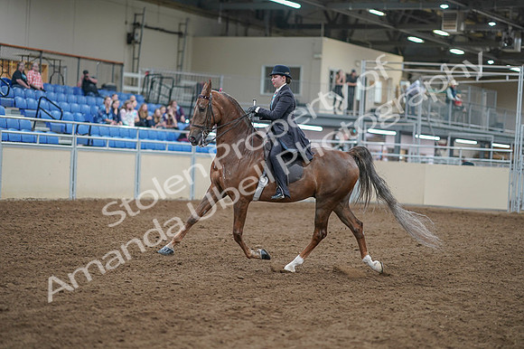 2020 - AB Morgan Horse - Fri, Sept 04 - 11285