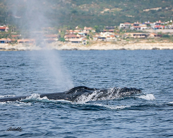 Los Cabo Dec 2018 - 1073