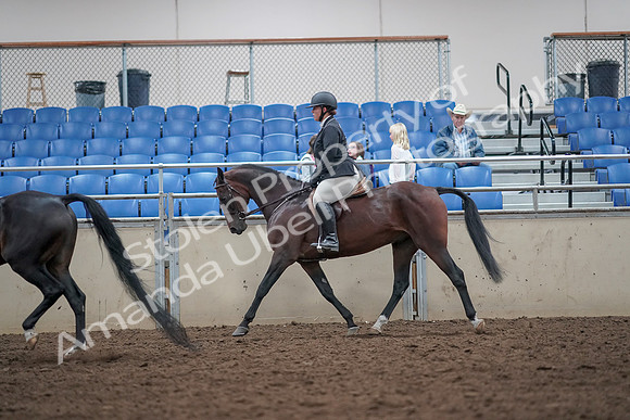 2019 Morgan Horse Show - Aug 31, 2019 - 14998