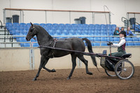 2019 Morgan Horse Show - Aug 31, 2019 - 04633