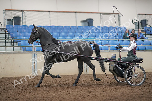 2019 Morgan Horse Show - Aug 31, 2019 - 04633
