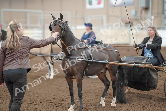 2019 Morgan Horse Show - Aug 31, 2019 - 04548