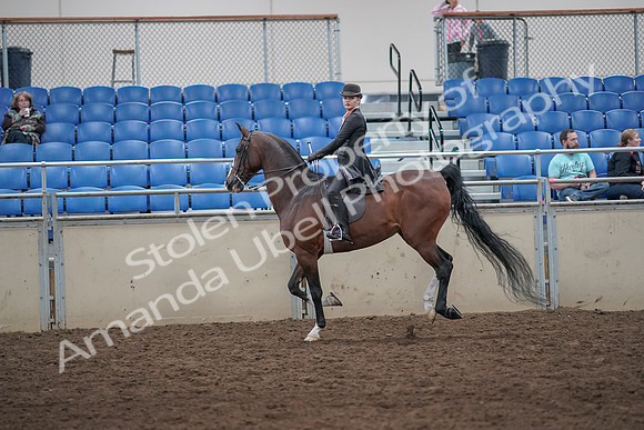 2019 Morgan Horse Show - Aug 31, 2019 - 08803