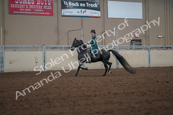 2019 Morgan Horse Show - Aug 30, 2019 - 15434