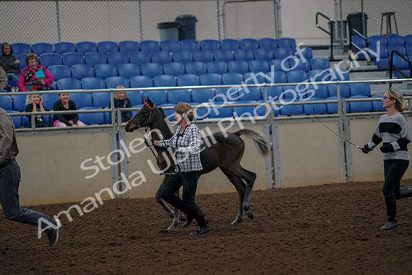 2019 Morgan Horse Show - Aug 30, 2019 - 24703