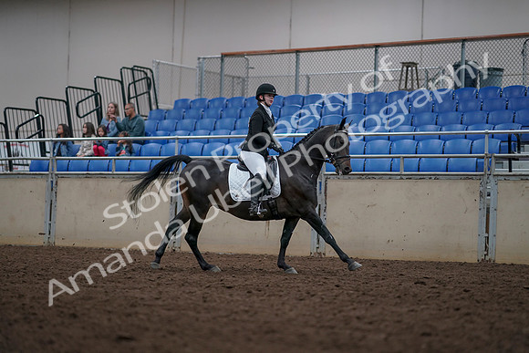 2019 Morgan Horse Show - Aug 31, 2019 - 16778