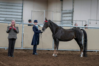 2020 - AB Morgan Horse - Fri, Sept 04 - 00887