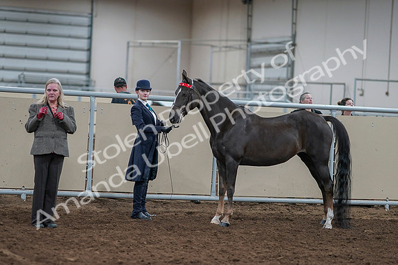 2020 - AB Morgan Horse - Fri, Sept 04 - 00887