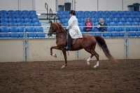 2019 Morgan Horse Show - Aug 31, 2019 - 17862