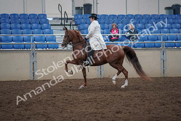 2019 Morgan Horse Show - Aug 31, 2019 - 17862