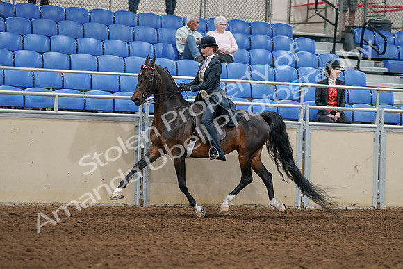 2020 - AB Morgan Horse - Sat, Sept 05 - 06300