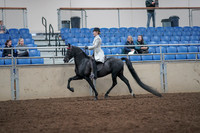 2019 Morgan Horse Show - Aug 31, 2019 - 09233