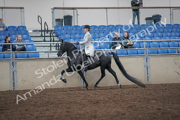 2019 Morgan Horse Show - Aug 31, 2019 - 09233