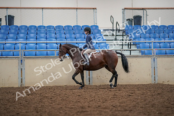2019 Morgan Horse Show - Aug 30, 2019 - 23227