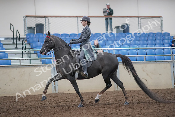2019 Morgan Horse Show - Aug 31, 2019 - 09279