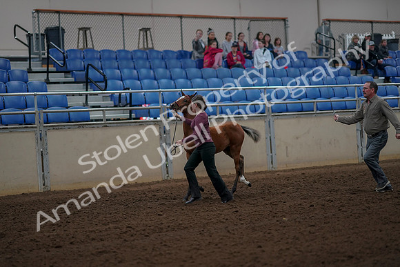 2019 Morgan Horse Show - Aug 30, 2019 - 24677