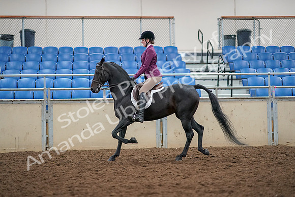 2019 Morgan Horse Show - Aug 30, 2019 - 23165