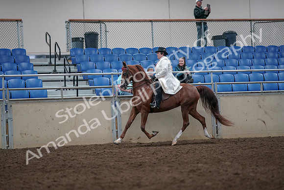 2019 Morgan Horse Show - Aug 31, 2019 - 08678