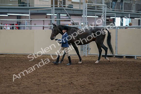 2020 - AB Morgan Horse - Fri, Sept 04 - 00914