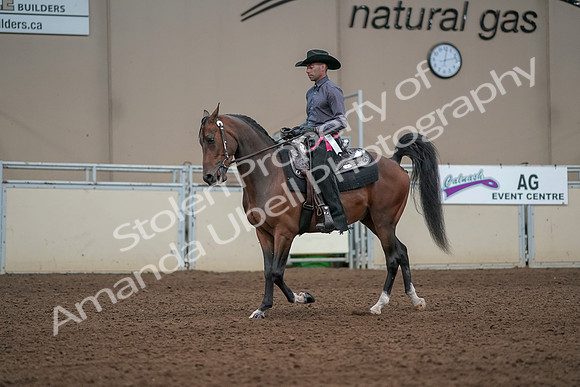 2019 Morgan Horse Show - Aug 31, 2019 - 06267