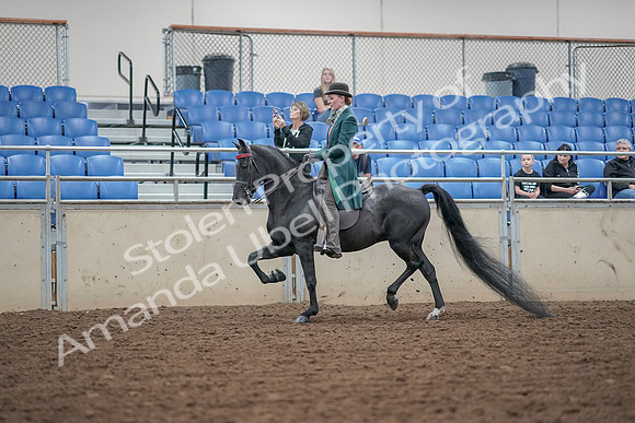 2019 Morgan Horse Show - Aug 30, 2019 - 15333