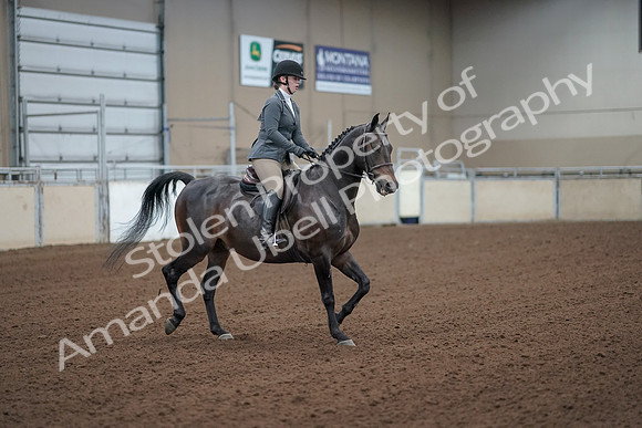 2019 Morgan Horse Show - Sept 01, 2019 - 11007